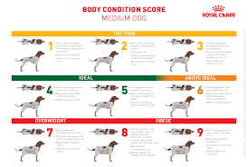 Body Condition Score For Dats Operation Transpawmation At