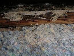 mold and hopods living on tack strip