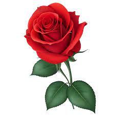 romantic red rose for wedding and