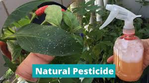 diy pesticide homemade insect