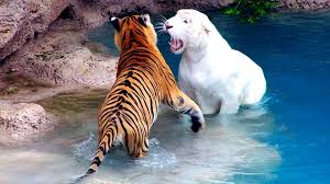 s tigers fight white tiger
