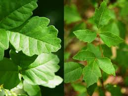 poison ivy vs poison oak what s the