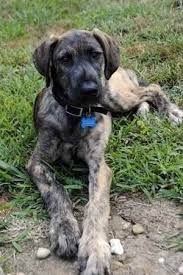 The irish wolfhound poodle mix is a mixed breed dog resulting from breeding the irish wolfhound and the poodle. Irish Wolfhound Great Dane Poodle Mix Petfinder