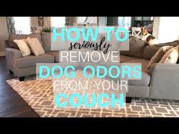 how to remove dog odor from your couch