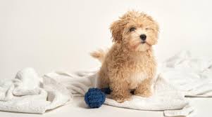 maltipoo maltese toy poodle mix facts