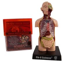 One way is to group them by their location on the anterior, lateral, and posterior regions of the body, but they can also be classified by anatomical. Torso Human Anatomy Model Tedco