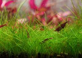 16 best aquarium carpet plants for