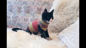 This versatile recovery suit® protects your cat and environment during recovery, after a medical procedure, with a skin condition and a lot more. Diy Sock Sweater For Your Cat Emma The Kitten Youtube