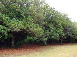 Макадамия – дерево и древесина – Macadamia integrifolia