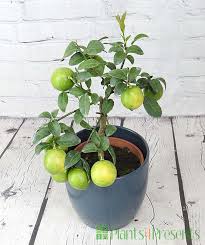 Medium Lemon Meyer Trees Specialist