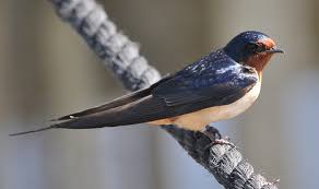 Bird Profile Barn Swallow Schlitz