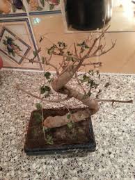 problems with your bonsai top seven