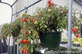 growing tomatoes in pots containers