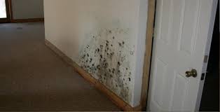ulster county ny mold removal ulster