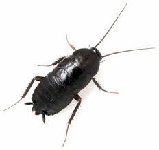 Black Cockroach Infestation