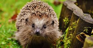 Has a curved, upturned beak! Hedgehogs And Water Voles Face Extinction In New Red List For British Mammals Natural History Museum