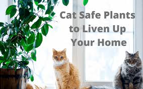 Cat Safe Plants To Liven Up Your Home