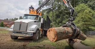 Tree & shrub care services. Tree Care Services Near Me Palm Beach County Tree Trimming And Tree Removal Services