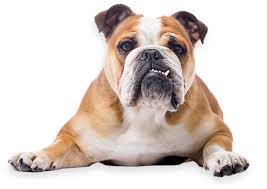 Full health check by vet puppy pack includes £10 voucher for local pet store. Bulldog Rescue Network