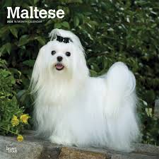maltese breed dog lover merchandise