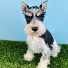 The akc calls all schnauzers in the mini size and under miniature schnauzer. there is no akc standard for toy or teacup size, this is all breeder opinion. the mini schnauzer standard is over 12 in and under 14 in. Mini Schnauzer Puppies For Sale Renton