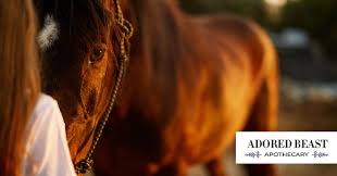 ulcers in horses an equine epidemic