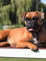 boxer dog breed complete guide a z