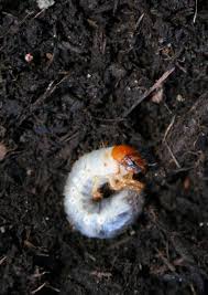 anese beetle grubs identify and