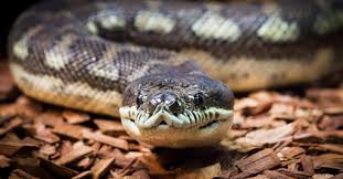 coastal carpet python facts