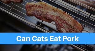 You should avoid feeding cats smoked meats or bacon as they can be toxic to your cat. Can Cats Eat Pork Petsolino