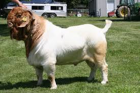Image result for biggest goat ever