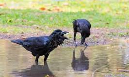Do crows bond with humans?