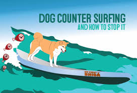counter surfing how to keep your dog