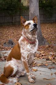 Australian Cattle Dog Breed Information Pictures More