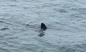 great white shark sighted off the coast