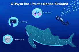 marine biologist job description