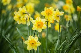 how to grow daffodils in your garden 4
