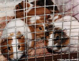 Image result for guinea pigs in laboratories images