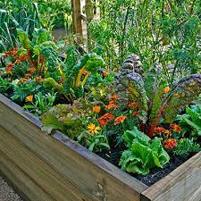 Veggies Together In An Edible Landscape