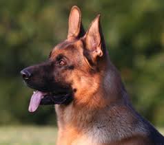 Pups are expected to have a nice red & black coat, strong head and bones as well as a lovely sound temperament. German Shepherd Puppies German Shepherd Puppy Breeder German Shepherd Puppies For Sale German Shepherd Puppies German Shepherds For Sale