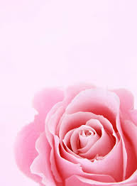 pink rose closeup photography free