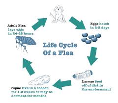 how long can fleas live in carpet