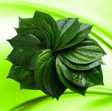 betel leaf plant 4 on line here in