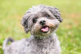 shih tzu poodle mix check this before