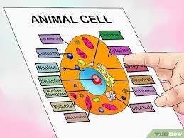 A plant cell is a eukaryotic cell that has a fixed the rectangular shape. 4 Ways To Make An Animal Cell For A Science Project Wikihow
