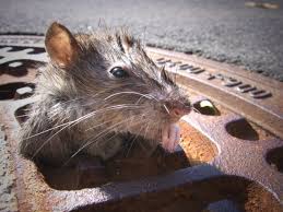 nyc is not most rat infested city in us