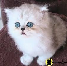 Find a persian kittens on gumtree, the #1 site for cats & kittens for sale classifieds ads in the uk. Munchkin Cat Price Uk Munchkin Cat Munchkin Kitten Munchkin Cat Price
