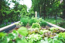 How To Plan A Vegetable Garden The