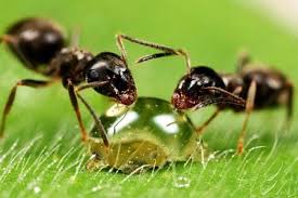 2 hilfe gegen katzenkot im garten. Ameisen Bekampfen Im Haus Und Im Garten Hausmittel Gegen Ameisen Hausmittel Gegen Ameisen Ameisen Im Garten Ameisen Im Haus