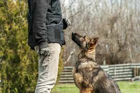 We did not find results for: How To Become A Protection Dog Trainer